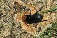Dorcus parallelipipedus