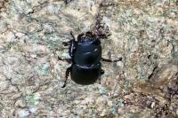Dorcus parallelipipedus