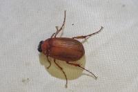 Serica brunnea