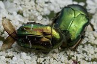 Cetonia aurata