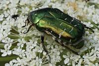 Cetonia aurata