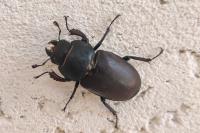 Lucanus cervus