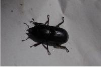 Dorcus parallelipipedus
