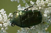 Cetonia aurata