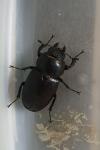 Dorcus parallelipipedus