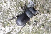 Dorcus parallelipipedus