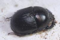 Geotrupes mutator