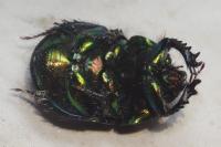 Geotrupes mutator