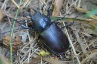 Lucanus cervus