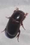Acrossus rufipes