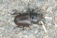 Lucanus cervus