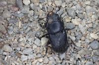 Dorcus parallelipipedus