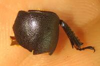Dorcus parallelipipedus