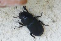 Dorcus parallelipipedus