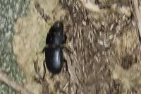 Dorcus parallelipipedus