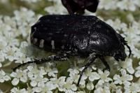 Oxythyrea funesta