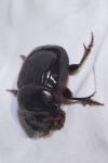 Copris lunaris