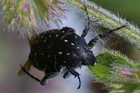 Oxythyrea funesta
