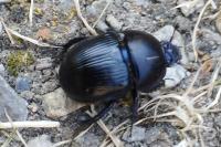 Geotrupes spiniger