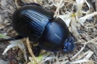 Geotrupes spiniger