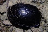 Anoplotrupes stercorosus