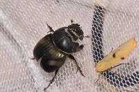 Copris lunaris
