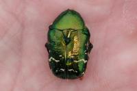 Cetonia aurata