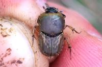 Euoniticellus fulvus