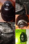 Onthophagus taurus