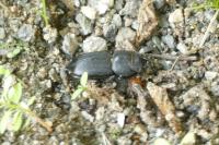 Dorcus parallelipipedus