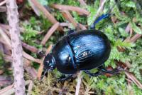 Anoplotrupes stercorosus