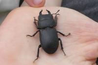 Dorcus parallelipipedus