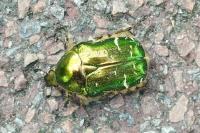 Cetonia aurata