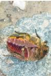 Cetonia aurata