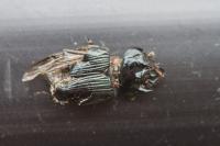 Typhaeus typhoeus