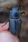 Dorcus parallelipipedus