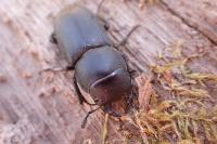 Dorcus parallelipipedus