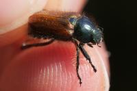 Phyllopertha horticola
