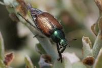 Phyllopertha horticola