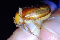 Rhizotrogus aestivus