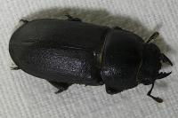 Dorcus parallelipipedus
