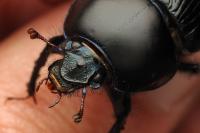Geotrupes spiniger