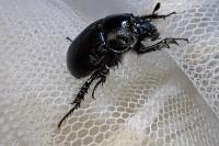 Typhaeus typhoeus