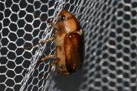 Rhizotrogus aestivus