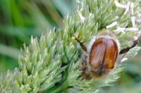 Anisoplia villosa
