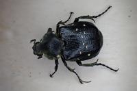 Gnorimus variabilis