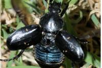 Gnorimus variabilis