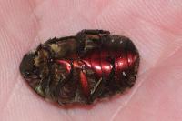 Cetonia aurata