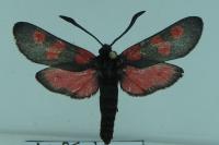 Zygaena trifolii