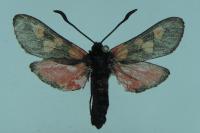Zygaena trifolii